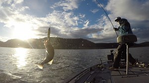 A BEGINNER'S GUIDE TO GLIDEBAIT FISHING