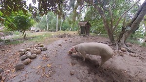 UN VLOG NEBUN cu prea mult ROM FILIPINEZ ❌ https://www.youtube.com/watch?v=ys_O-QqAEWA&ab_channel=AndrewBoxTravel Salut ! Eu sunt Andrei, sunt fotograf si videograf profesionist de eveniment in Romania si imi place sa calatoresc, asa ca am decis sa imi filmez experientele din toate destinatiile in care voi reusi sa ajung, astfel incat sa creez amintiri de neuitat ! Voi incerca sa calatoresc in toata lumea si imi voi dedica tot timpul si pasiunea mea pentru a crea clipuri cat mai speciale atat pe