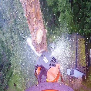 24K views · 205 reactions | Pruning Tall Trees With A Cutter Cr: Fulfilling life | Fulfilling life | Facebook