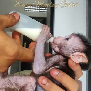 Baby Monkey Chiro Breakfast | 99TH