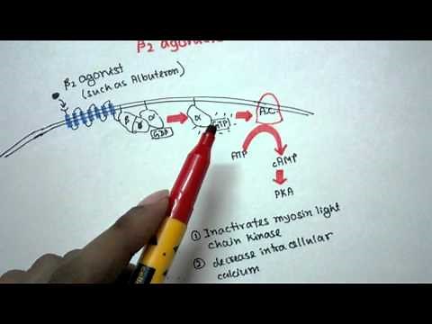 Mechanism of action of Beta 2 agonist