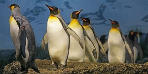 They're Serious: Ig Nobel-Inspired Researchers Re-examined Penguin's Bodily Fluid Dynamics | Chemistry And Physics