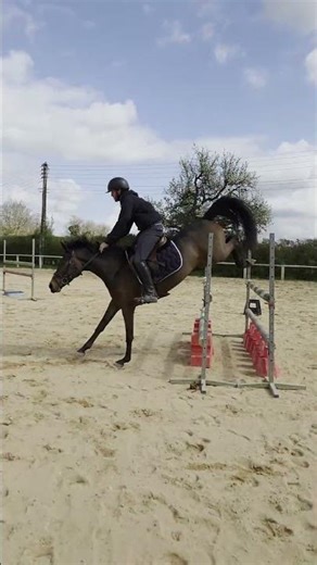 Pony for sale - Sport pony mare - 5 years old - D - PFS - equirodi.com