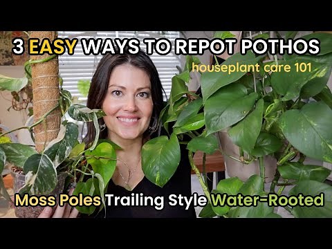How To Repot POTHOS 3 Ways! Pothos Soil, Pot Size, Fertilizer, Watering - Houseplant Care 101