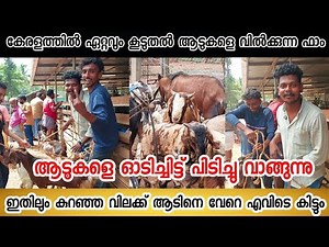 Goat farming/The farm that sells the most goats in Kerala/Goat farming