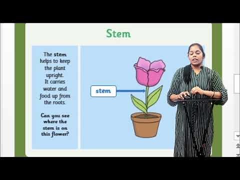 Cambridge Curriculum Grade 3 - Science - part 1- Looking After Plants