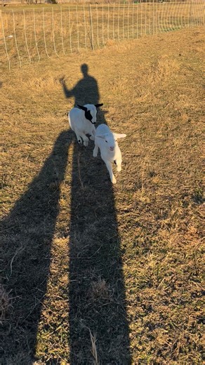 #cicadasongfarms#lambs | Cicada Song Farms
