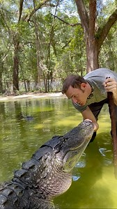 83K views · 1.5K reactions | What do gator jaws sound like to you?...