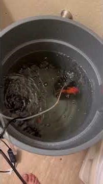 New 40 gallon tank and how I set up! #fishkeepinghobby #shorts #aquarium #goldfishtank #fishing