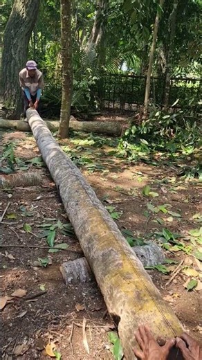 Smart farmer splits coconut tree trunk easily -Agriculture farming #shorts