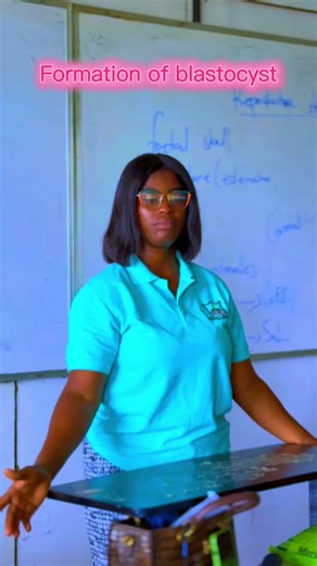 Understanding Blastocyst Formation in Pregnancy