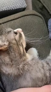 It’s getting cold! So Heater is on, and winky is getting her favorite belly rubbins. I guess we will all take a nap here. #cat #dwarfcat #dwarfism #tinycat #cutecat #catvideos #kitten | Winkythedwarfcat