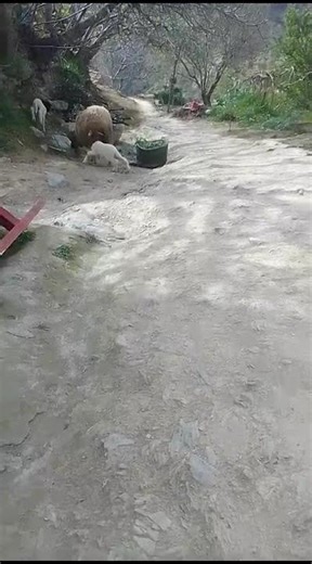 Newborn Lambs Playing with Their Mother! 🐑💖