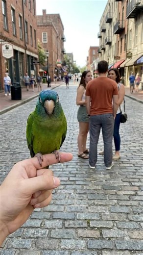 #pet #bird #parrot #funny #adorable | bird