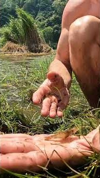Surviving Alone on a Tropical Island — Catching Shrimp with My Bare Hands