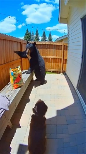 El oso no vio quién estaba dentro… 🐻😳 #shorts