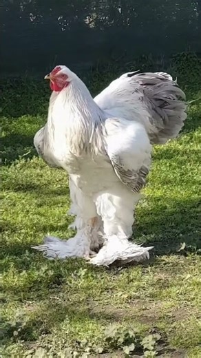 Brahma Chicken — The Big Beauty of the Chicken World 🐔👑