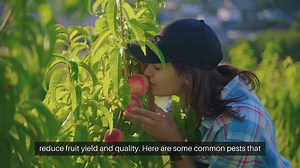 Common Fruit Tree Pests