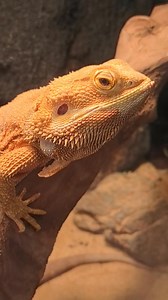 When the lizard salutes! How interesting! | Street Photography