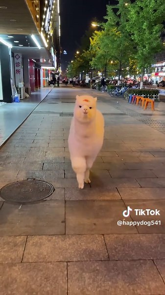 El alpaca feliz: Videos divertidos de animales