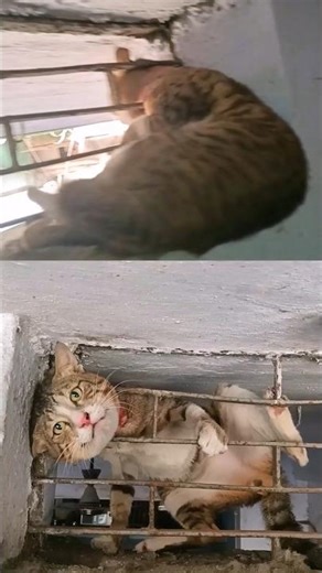 Cat Stuck in Metal Window – Dramatic Rescue Caught on Camera