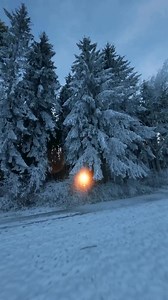 20K views · 594 reactions | | Into the Woods | Posted @withregram •...