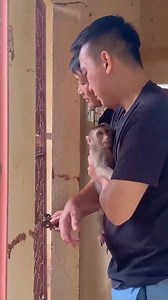 446K views · 6K reactions | Puka Were confiscated by ENV to return to the wild with Kaka and Mit #Kaka | Kaka Page | Facebook