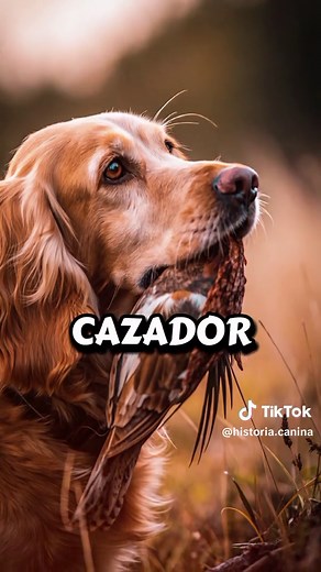 El Verdadero Origen del Cocker Spaniel: Historia y Raíces