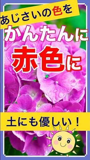 あじさい…赤くしたいならコレ🍀知らないと青のままです🍀説明文あじさいの色…実はコントロールできます🌸