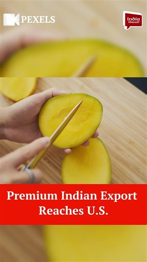 Kesar Mangoes Arrive at Seattle Costco | India Abroad® #news #Kesar #mangoes #costco #usa #mangoes