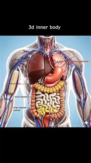 115K views · 686 reactions | Science in action what you happens while #hamanbody #stomach #3danimation | Humanfacts3d | Facebook