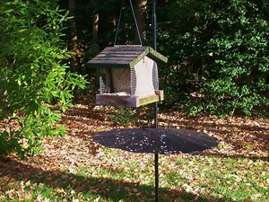 Feeding and Sheltering Wild Birds in Our Yards