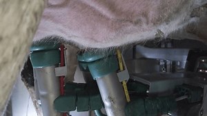 clip-3462859577-cow-milking-system-atomatiс-dairy-robot-cows