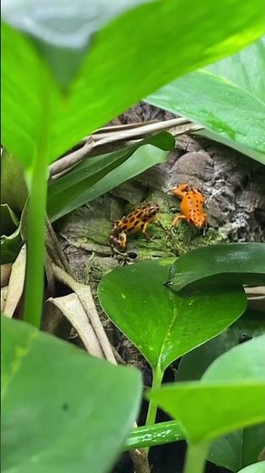 Sounds of Dart Frogs at Frog Butts N More #dartfrog