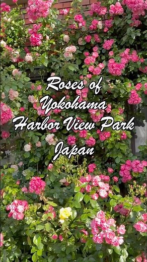 横浜のバラ 港の見える丘公園 バラの名所 Roses of Yokohama Harbor View Park #横浜のバラ#港の見える丘公園 #横浜観光