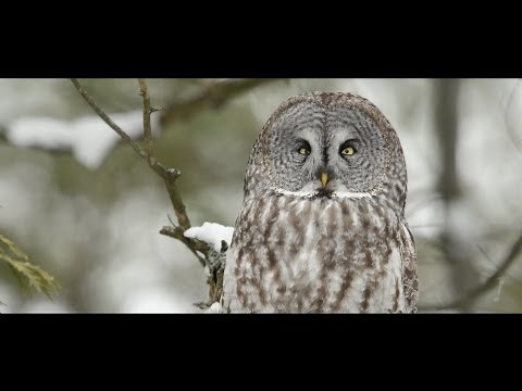 Great Gray Owl - The Phantom of the North