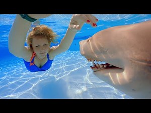 Shark in the Swimming Pool