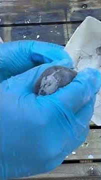 Perfecting Grout Mixing: How to Mix Powder Grout Correctly