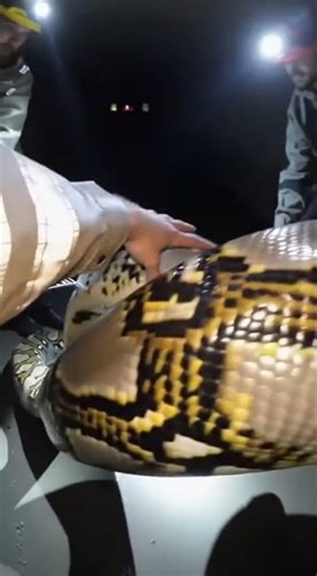 🐍 Night Rescue_ 4‑Meter Reticulated Python Guided Safely Into Transport Tube
