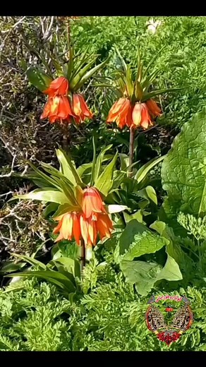 #سلێمانی #هەڵەبجە ‌#هەورامان #هەولێر #کەرکوک #سنە #مەریوان #دهۆک #ڕوانسەر #نۆدشە #هەورمانی -تەخت#تەوێڵەو بیارە #بەڵخە #خورماڵ # قەڵادزێ#ڕانیە # ئامەد #بێنجوێن #کەلار #سەیسایەق #جەمجەماڵ # کفری#قامیشلۆ #کۆیە