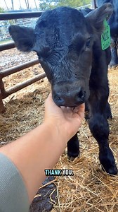 1.9M views · 73K reactions | Weighing & Tagging Lopsided Momma’s Calf! | Katie Van Slyke | Facebook
