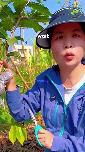 Clone ANY Fruit Tree in 30 Days Using This ONE Trick! 🌳✂️ #gardening #fruittrees #propagation