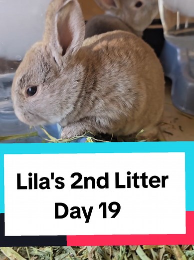 #meatrabbits #raisingrabbits #homestead #babyrabbits #livestock