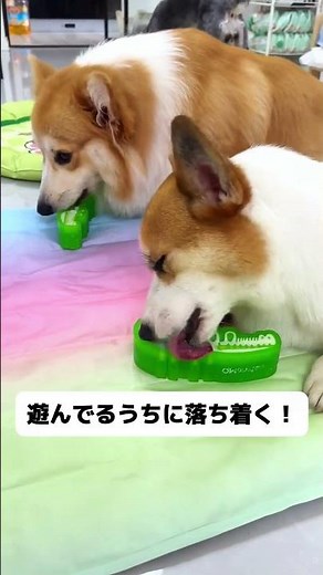 冷凍後＝おやつアイス！歯磨きもできて暑さも防げる、犬も楽しい飼い主も楽ちん！ #犬のおもちゃ #知育玩具 #おやつ入れ #夏対策 #クールダウン