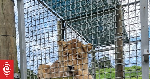 Big cat fans upset at Kamo sanctuary liquidation