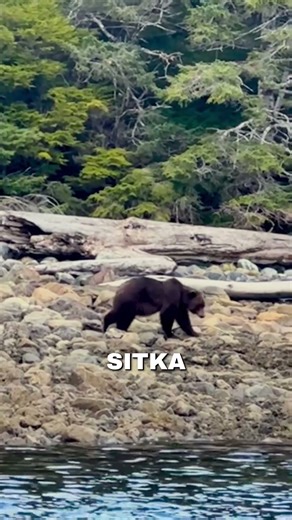 Wild Salmon in the Forests of Alaska #alaska #salmon #nature