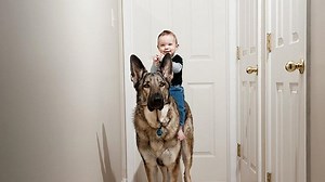 9 Kisah Anjing yang Punya Rasa Setia Lebih dari Manusia