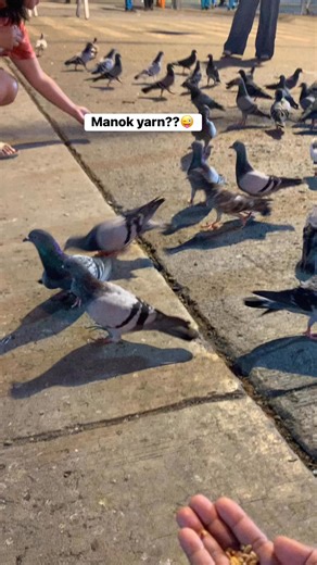 Dove symbolizes PEACE ,LOVE and HARMONY..so please don’t kill dove in the garden. You kill one and the others won’t come (trvst)❤️🫶🏻🤝💕🧿🧿🪬🪬 #highlightseveryonefollowers2025 #everyoneactivefollowersシfypシ゚viralシalシ #AlgorithmBoost #letsgo | Anne Lee Quintana