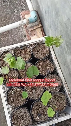making imported grape seeds