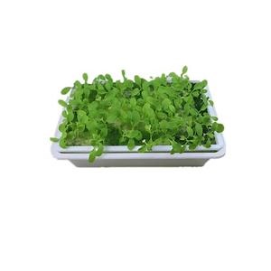 [Hot Item] Hydroponics Seedling Sponge Seeds Germination Hydroponic Nft System